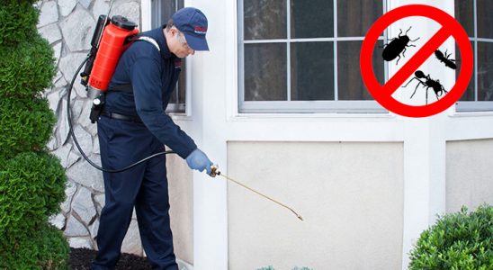 Kangal Hamam Böceği İlaçlama böcek ilaçlama ve haşere kontrolü — ilaclama-tr.com